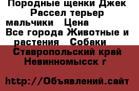 Породные щенки Джек Рассел терьер-мальчики › Цена ­ 40 000 - Все города Животные и растения » Собаки   . Ставропольский край,Невинномысск г.